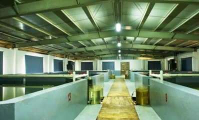 工業(yè)重鎮(zhèn)向“綠”轉(zhuǎn)型 順德三年行動計劃，以軟件開發(fā)賦能現(xiàn)代農(nóng)業(yè)高地建設(shè)